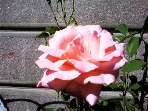 Letná ruža