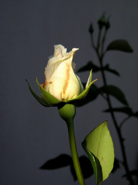 o ruži