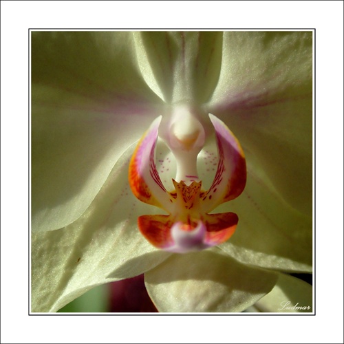 Srdce orchidey.