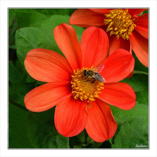 Včielka a kvet.