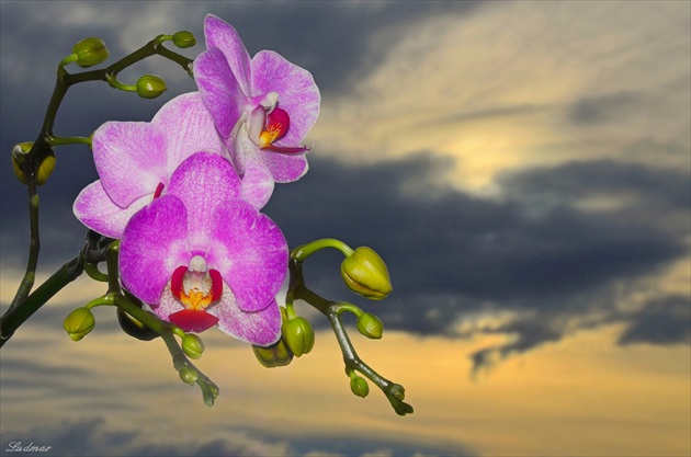 Orchidea a obloha.