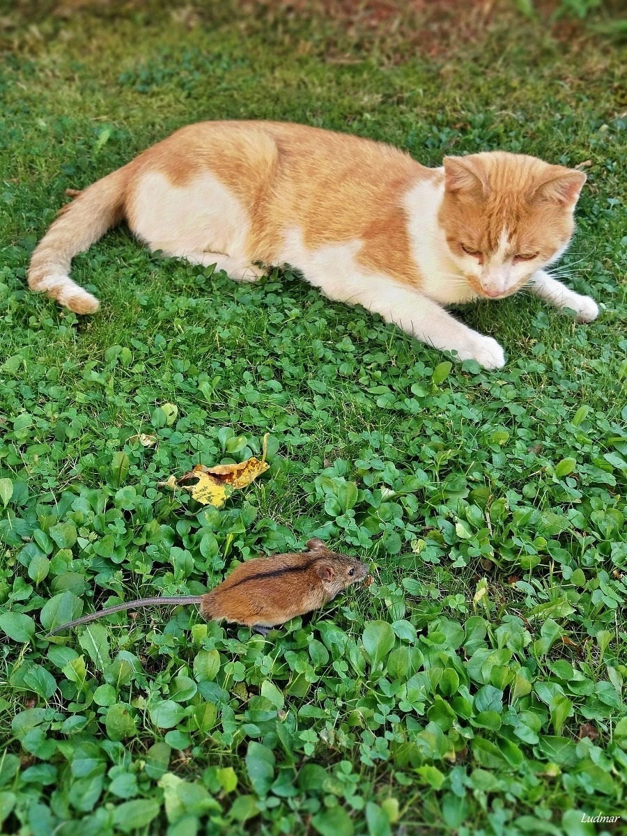 Mačka a myš.