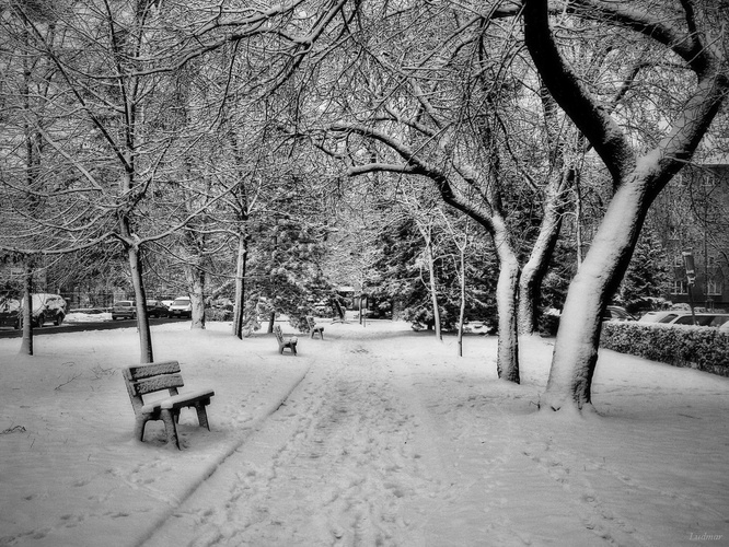 Zima v parku.
