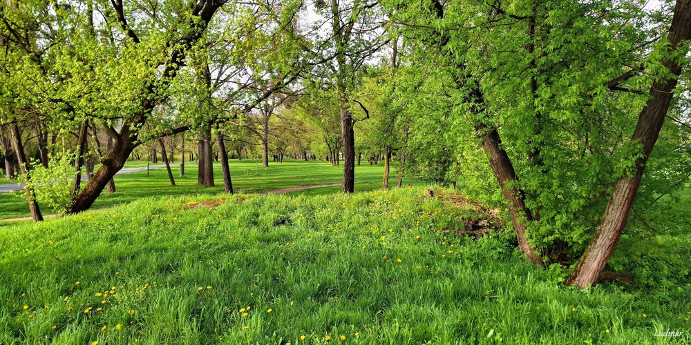 Jarná zeleň v parku.