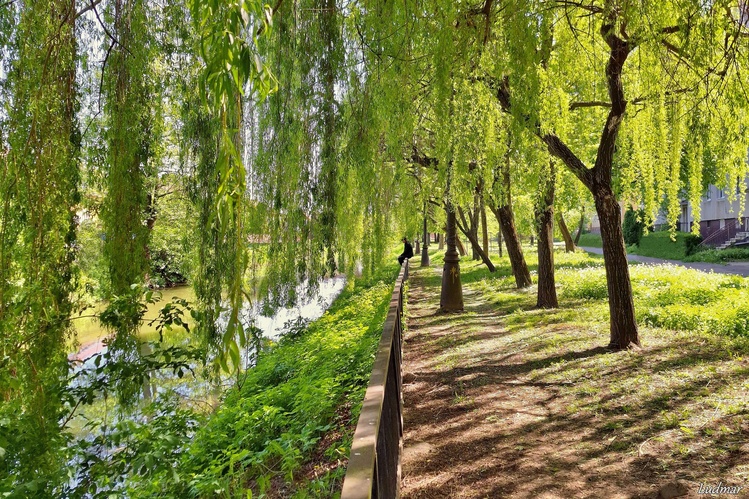V jarnom tieni.
