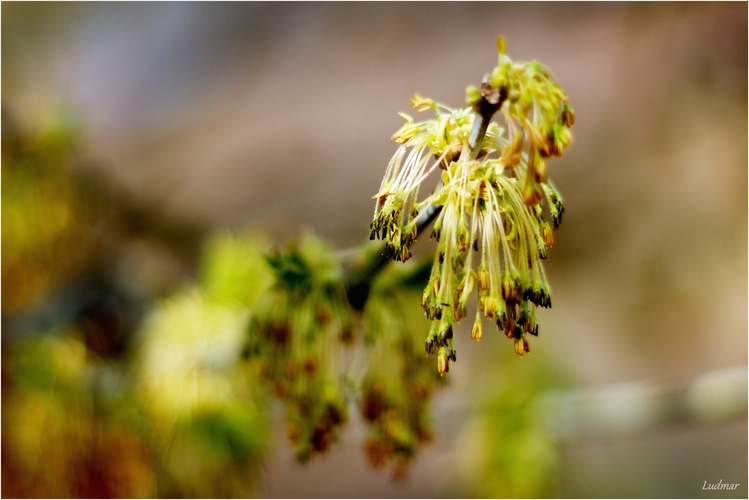 Strapatý jerný konárik.
