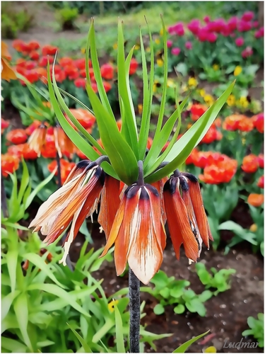 Korunkovka kráľovská.