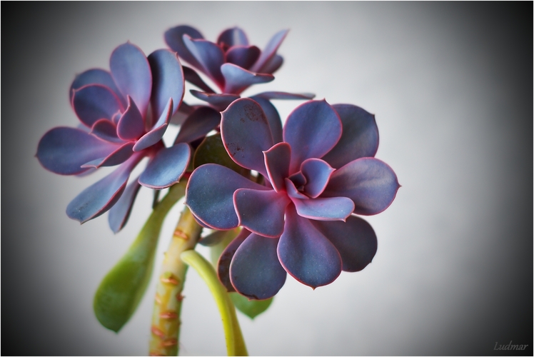 Echeveria