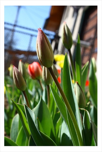 v záhone tulipánov..