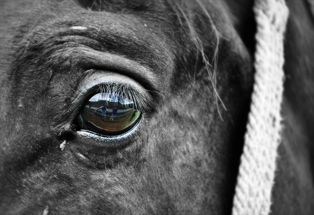 v očiach koňa