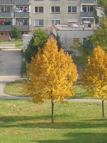 strom na jeseň