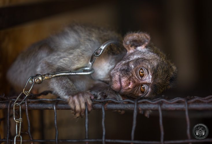 Odvratena strana turizmu I
