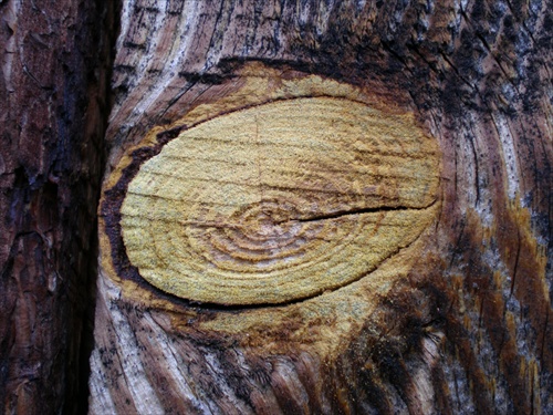 drevo-detail 1