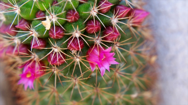 kaktusové kvietky