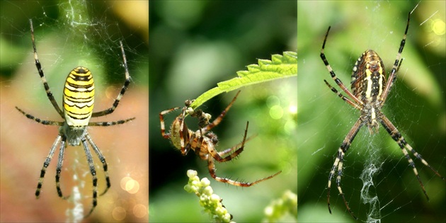 trio spider