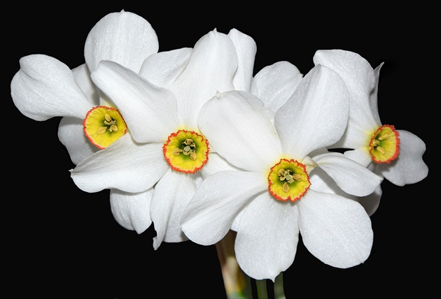 Biele Narcisy