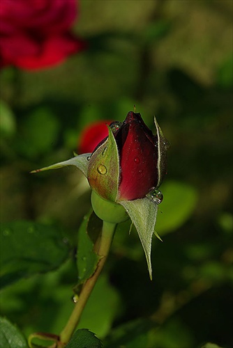 ruža po daždi