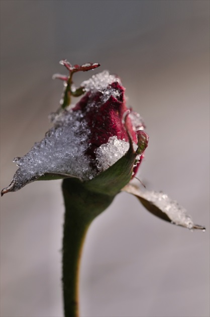 zimna ružička I