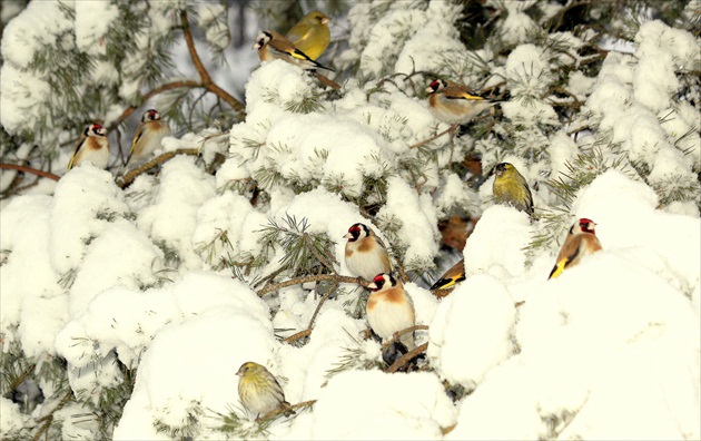 snehová kalamita 19.marca 2013