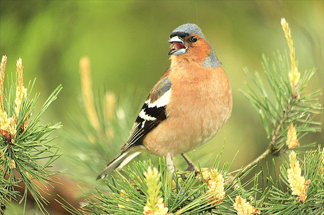...spevák.../glezg  hrubozobý/