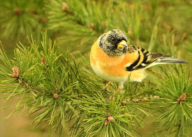 ...udivený  pohľad...  / pinka  severská/