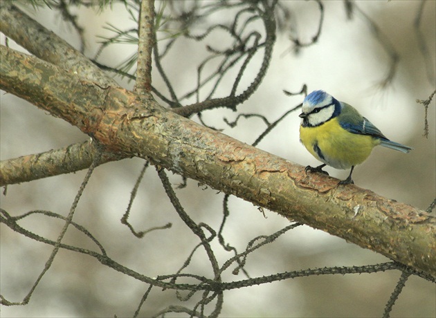 ... stratený v hmle ...
