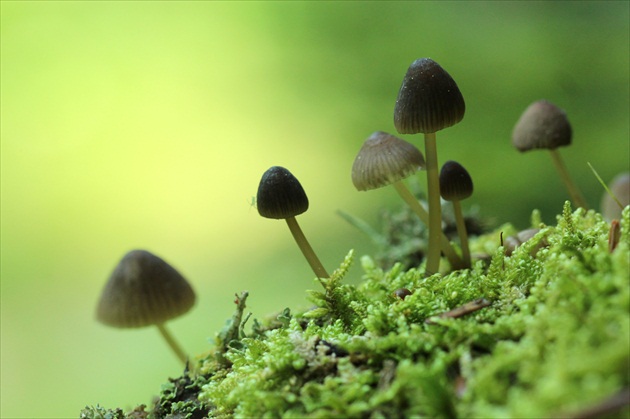 ... v zelenom raji ...