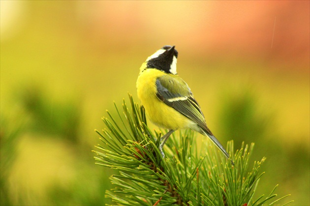 ... o svetle a farbe ...