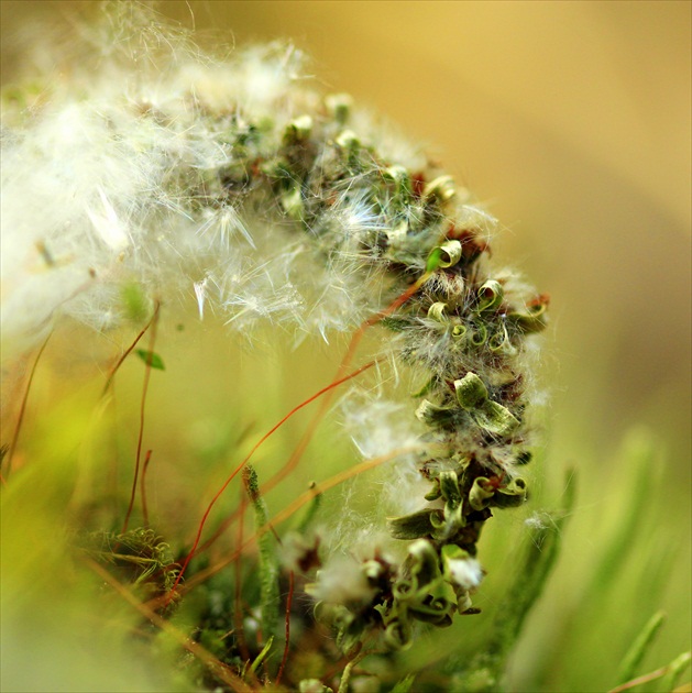 ... stratený  venček ...