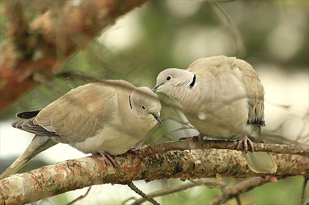 Láska na konári ... už ju balamúti ...