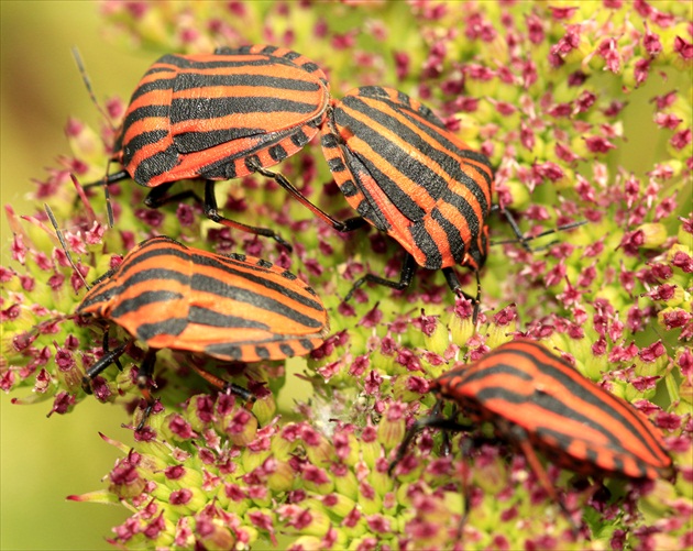 ... 4 krát červená ...