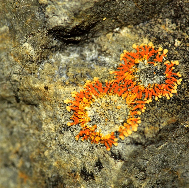 ...machová osmička...