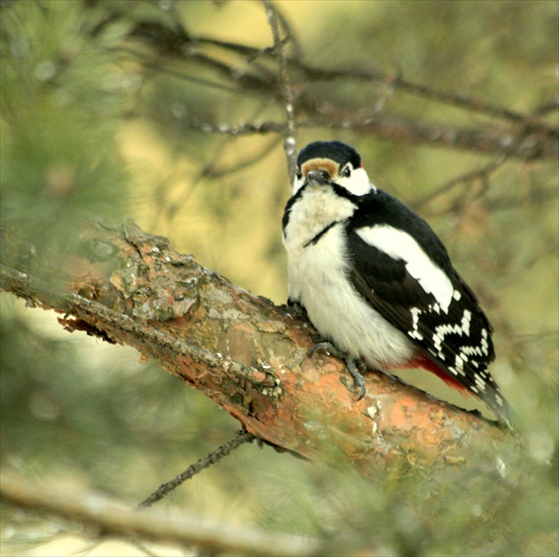 ... prekvapený ...nestačil sa zdekovať ...