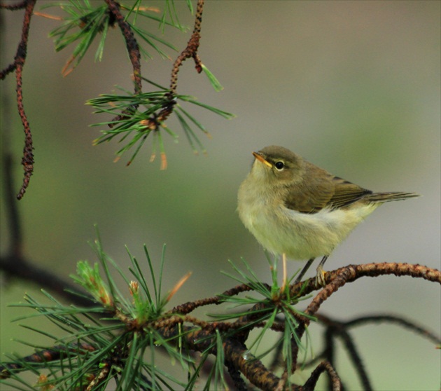 ... mladá  zelienka ...