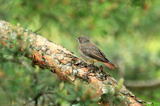 ... mladý  žltochvostík ...