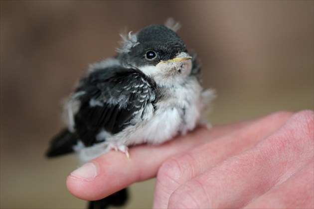 ... zachránený  drobec ...