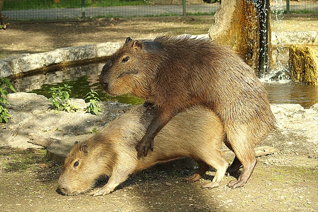... kapibary  v  máji ...