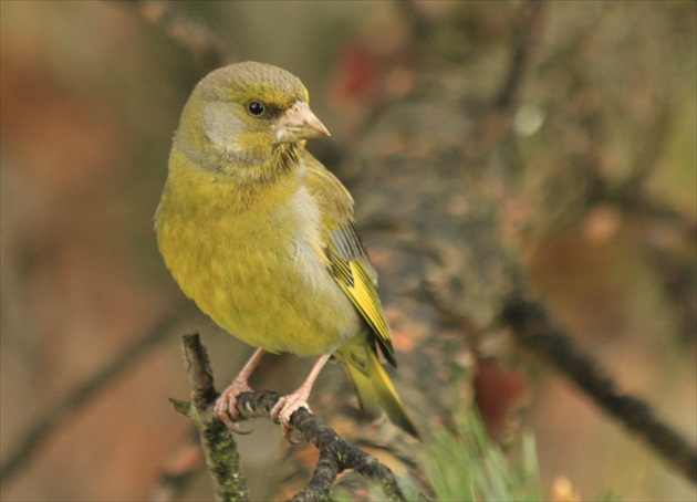 ... zelenšia  už  nebude ...