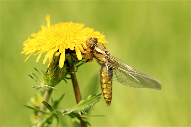 ... vážka ploská ...