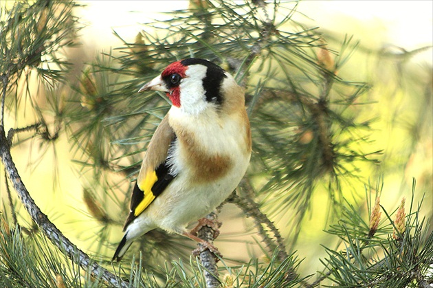 ... darmo sa vykrúca ...