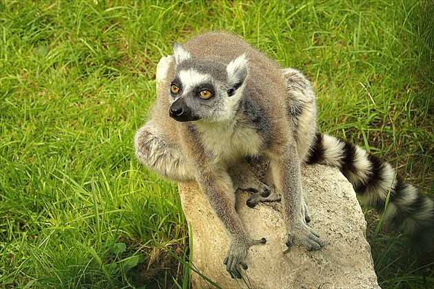 ... Lemur  kata ...