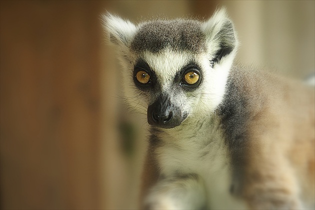 ... lemur  hypnotyzér ...