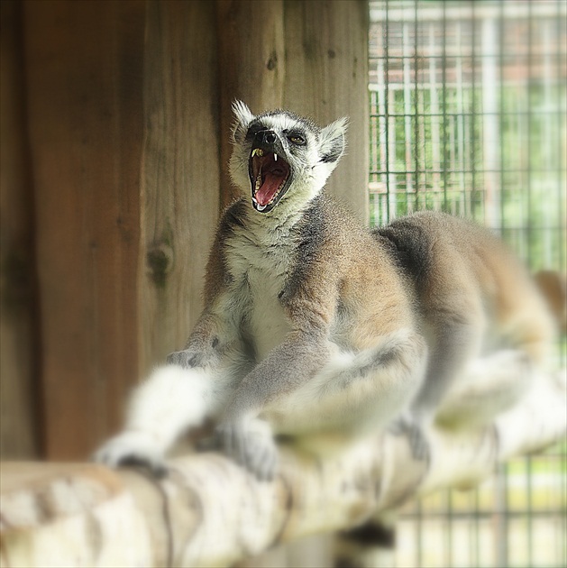 ... nahnevaný  lemur ...