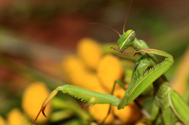 ... pripravuje  zbrane ...