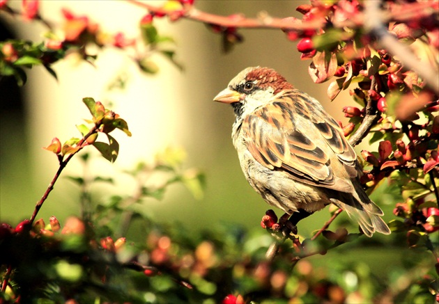 ... aj im sa v Zoo darí ...