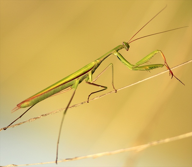 ... modlivka zelená ... samček ....