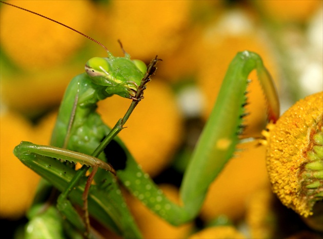 ... zbrane  pripraviť ...