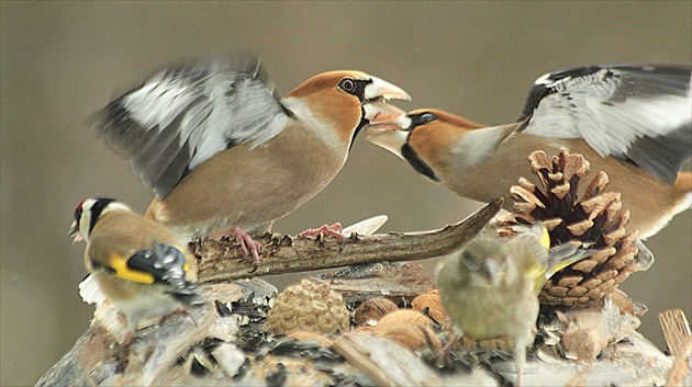 ... a  boje  pokračujú ...
