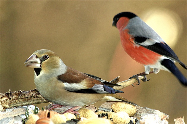 ... dobrá  spoločnosť ...