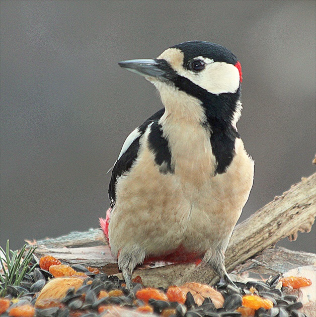 ... ako  na  zavolanie ...